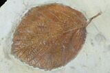 Pair Of Detailed Fossil Leaves (Davidia) - Montana #99442-2